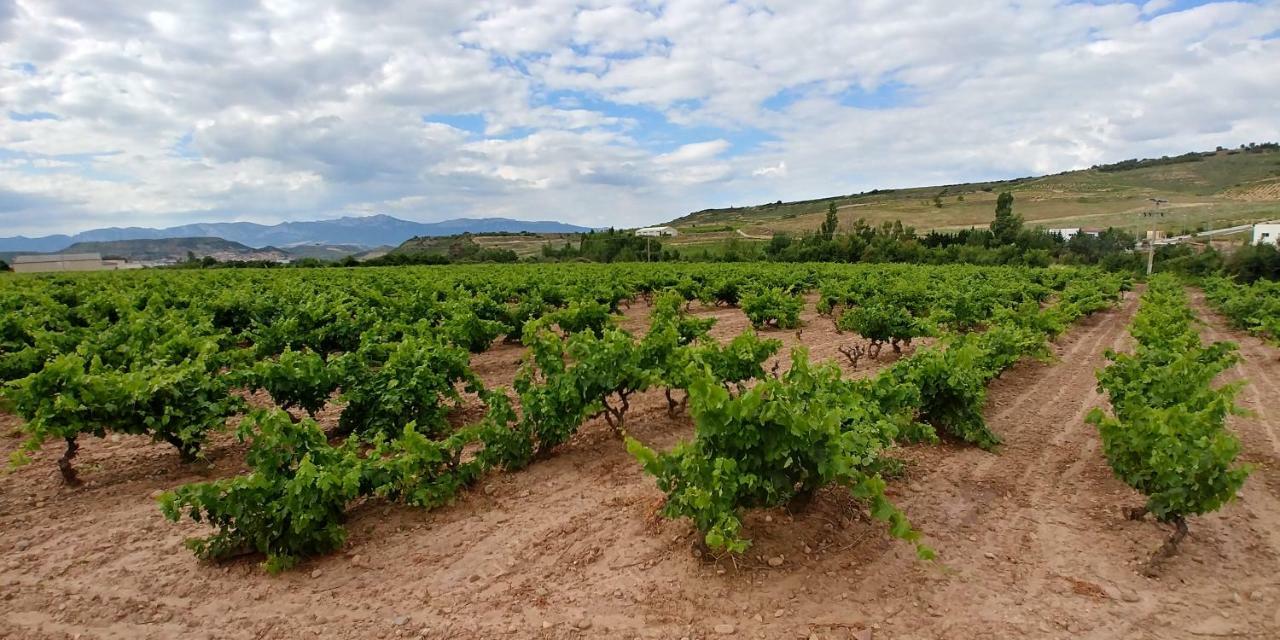Apartamento Entrevinas En El Corazon De La Rioja Fuenmayor Екстер'єр фото